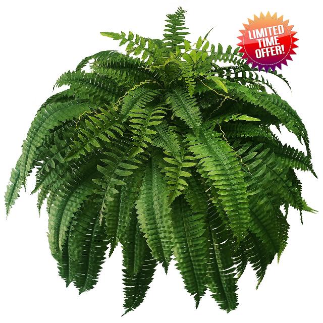 WAYNHUI Artificial Boston Fern Plants 48 Inch Lenth 88 Branches Single Silky