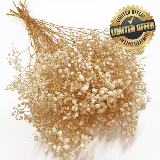 Preserved Baby's Breath