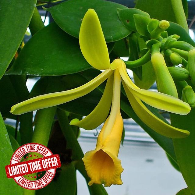 Vanilla Orchid Plant in 4.5" Pot Live Vanilla Planifolia Vine for Planting Indoor Outdoor Perennial