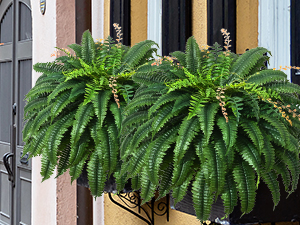 artificial ferns for outdoors large